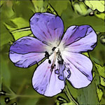 Garden Flowers Cards - Purple Range