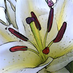 Lilies
