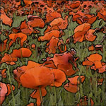 Poppies