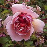 Roses - Pink