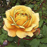 Roses - Yellow