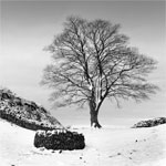 Sycamore Gap
