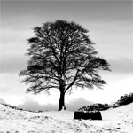 Sycamore Gap