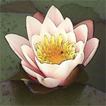 Water Lilies