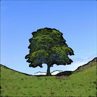 Sycamore Gap