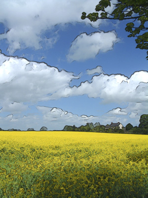Oilseed Fields