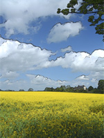 Oilseed Fields