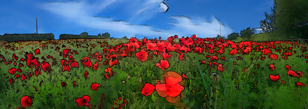 Poppy field near Brocksbushes