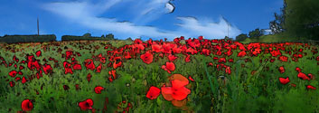 Poppy field near Brocksbushes