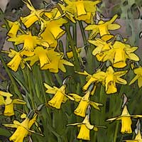 Daffodils