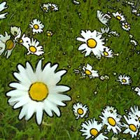 Daisy