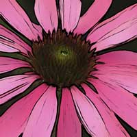 Ecanatia