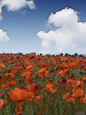 Poppy Field near Corbridge