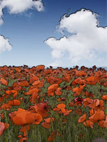 Poppy Field near Corbridge