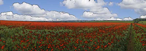Poppy Field near Corbridge