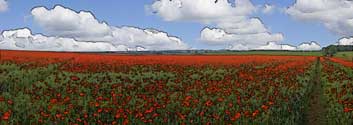 Poppy field near Corbridge