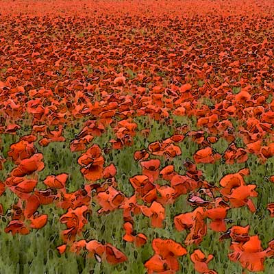 Poppy Field