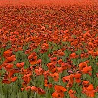 Poppy Field