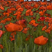 Poppy Field