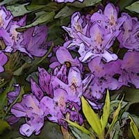 Crocus