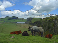 Steel Rigg Cows