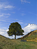 Sycamore Gap - Hadrian's Wall