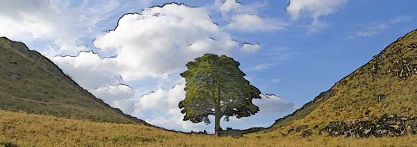 Sycamore Gap - Hadrian's Wall